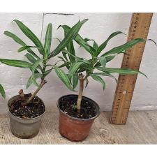 Драцена фрагранс варегатная  / Dracaena fragrans variegated