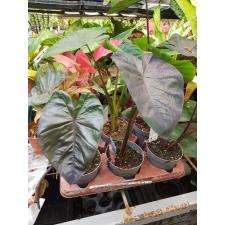 colocasia esculenta 'cintho coral