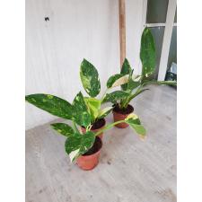 Philodendron congo variegated pot 4200р