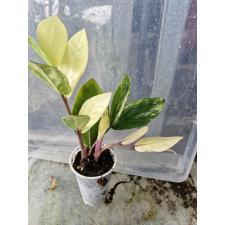 Zamioculcas Short Leaf variegata стакан 4200р