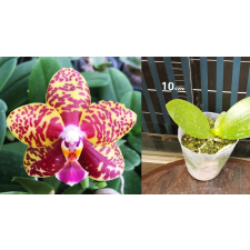 Phal. Sogo Pony уценка