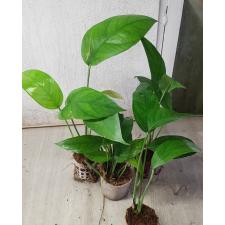 Epipremnum pinnatum Cebu s pot 