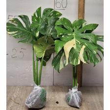 Monstera deliciosa Thai Constellation