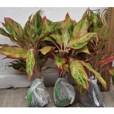 Аглаонема Аврора Оранжевая. / Aglaonema Aurora - Orange A-6
