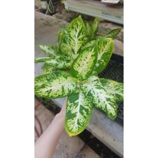 Dieffenbachia sp 700p