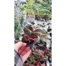 begonia listada 6 cm pot