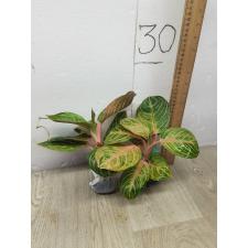 Aglaonema Siam Perfect Thailand A-100