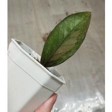 Zamioculcas zamiifolia black variegated (1 leaves) НОМЕР 11