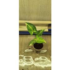 Syngonium (T25) Dwarf  variegated стакан