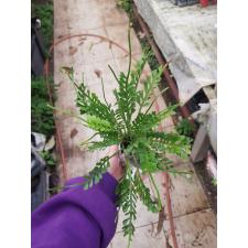 Asplenium cv. Kenzoi Asplenium sp.(T01) (vivipara)