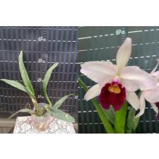 Лелия пурпурата х Каттлея гигас / L.purpurata x C.gigas