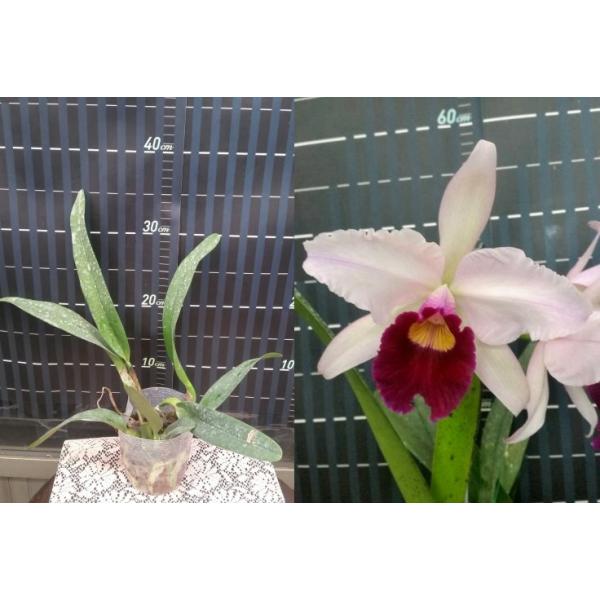 Лелия пурпурата х Каттлея гигас / L.purpurata x C.gigas