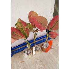 Aglaonema Heng Heng Heng (red form). 21  по 1100р