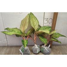 Аглаонема Фрозен / Aglaonema Frozen A-26