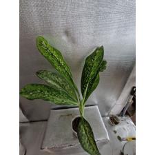 Dieffenbachia dragon scale 