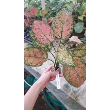 Aglaonema Duang Sethee. 11 по 1100р