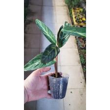 Calathea Stromanthe sanguinea Magicstar 1p