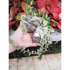 Dischidia nummularia silver var
