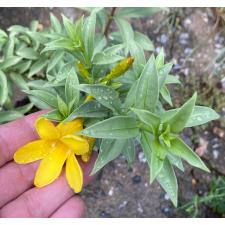 Allamanda sp.(T05) 'Silver leaf' (yellow flower)