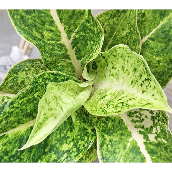 Аглаонема Лаксубтонг / Aglaonema Laksubtong A-53