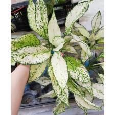 Aglaonema SP-13 Galaxy Green star пакет