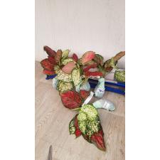 Aglaonema BA-2 Two tone