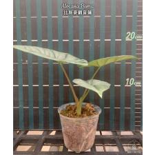 Alocasia Bisma2.5"B2ps. October