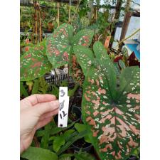 Caladium 3 горшок 12 см