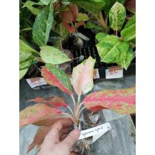 Aglaonema Red Moon 56