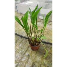 Drimiopsis maculata 10 см pot