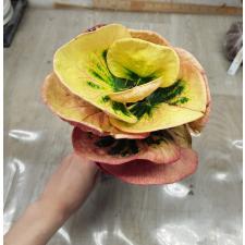 Codiaeum Pink Rose 127