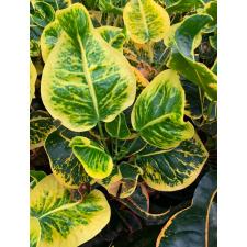 Codiaeum Koompakan. 273
