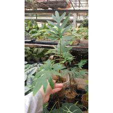 Alocasia brancifolia pot
