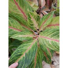 Aglaonema Tong full house A-45