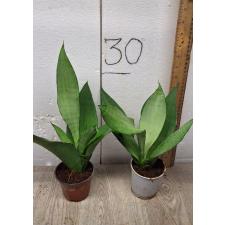 Sansevieria trifasciata 'moonshine' pot