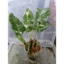 Calathea musaica (white variegated) 4100p