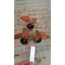 Caladium 30.04 a-6