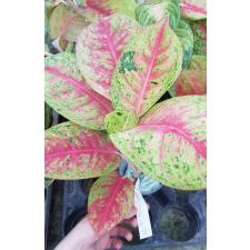 Aglaonema-T1-Maha Sedthee