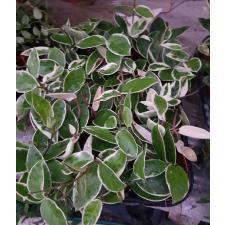 Hoya Carnosa Krimson Queen 9 cm pot