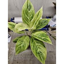 Aglaonema NEW12 Green