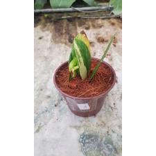 Zamioculcas zamifolia variegated short leaf 8pot