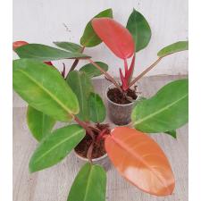 Philodendron red sun стакан 650p