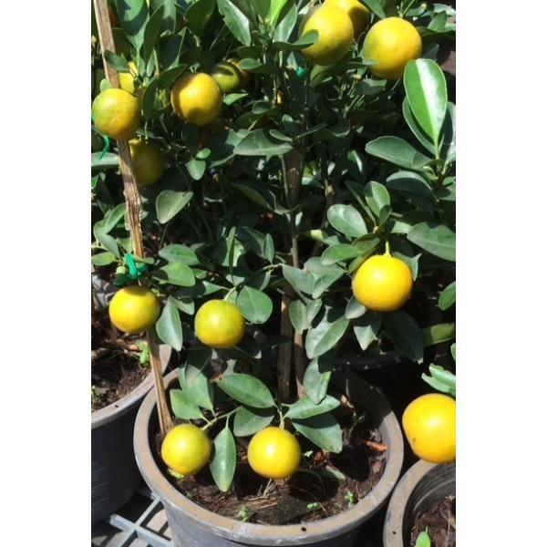 Fortunella hindsii (Citrofortunella microcarpa)