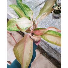 Aglaonema SP-11 Amor