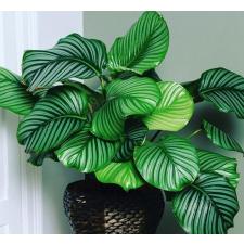 Calathea Orbifolia 12 cm pot