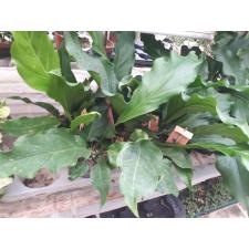 anthurium plowmanii wave of love 12 cm pot