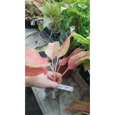 Aglaonema Kwak Sub 27