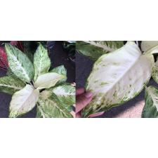 Aglaonema Snow White 123