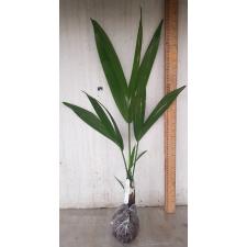 Cyrtostachys renda palm 99