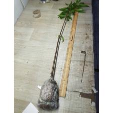 Saraca indica (Ashoka) 261